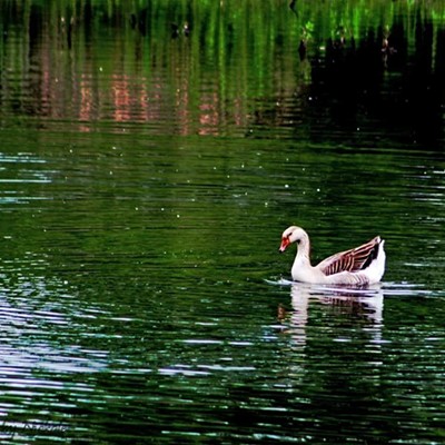 A goose swimming in the calm water at Swallows Nest Park in Clarkston, Washington. Photo taken by Nickole Corey on May 19, 2019.