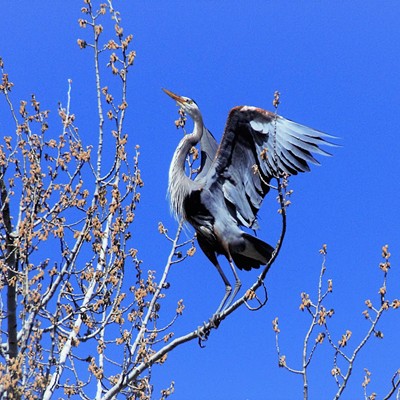 There are lots of Blue Herons @ the  Spalding Park and this one was just taking off. Mary Hayward of Clarkston took this shot, March 17, 2020.