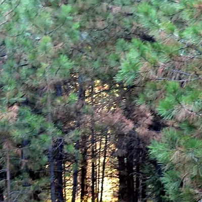 The sunset creates a magical effect near Winchester.  Photo by Kathy Witt
