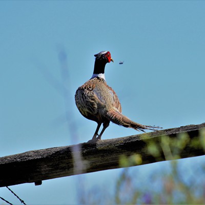 This pheasant was distracted by a big bee flying near him. Taken May 29, 2019 by Mary Hayward of Clarkston.