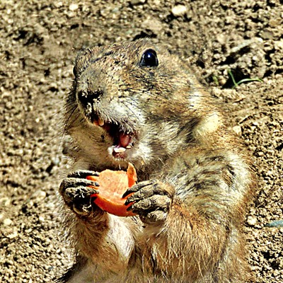 A prairie dog enjoys a snack. Photo by Clarkston's Leif Hoffmann taken March 30, 2019, at the Boise Zoo.