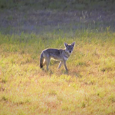 Coyote