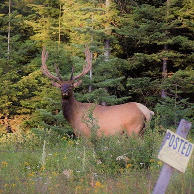 Heading out early to the Blues and finding this bull elk. Taken July 28, 2019 by Mary Hayward of Clarkston.