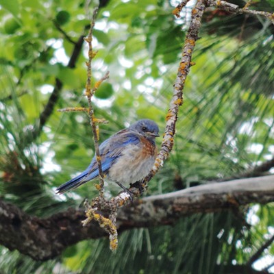 A male Western Bluebird scouts out the approach to its nest near the intersection of Wallen and Larson Roads near Moscow Mountain on July 2, 2019. The picture was taken by Keith Gunther.