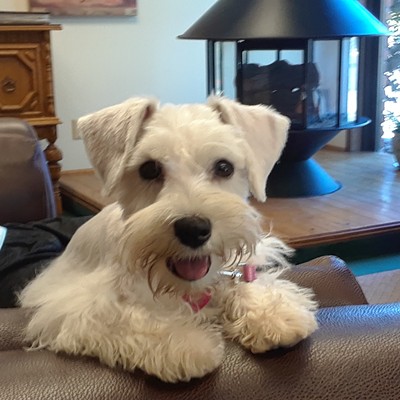 This is Pearl, she is our unofficial mascot of Beasley Realty. Her owner Jeff Baldwin is a broker and adopted Pearl recently. Pearl is a Miniature Schnauzer. We love to have her in the office. She makes us all smile!
