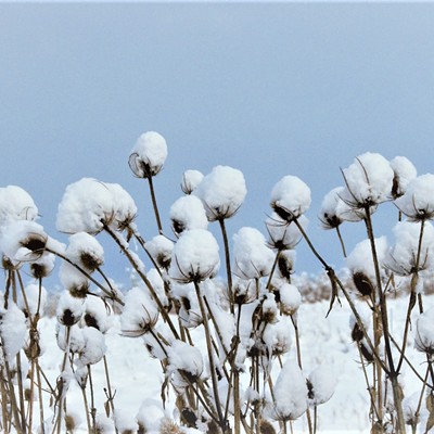 Just outside of Clarkston, I saw these little balls of snow and it reminded me of cotton ready to pick. Taken February 4, 2019 by Mary Hayward of Clarkston.