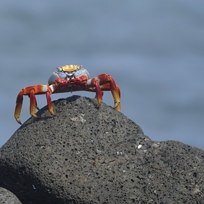 This is a crab on a rock taken in June, in the Galapagos Islands. Taken by Jim Gentry.