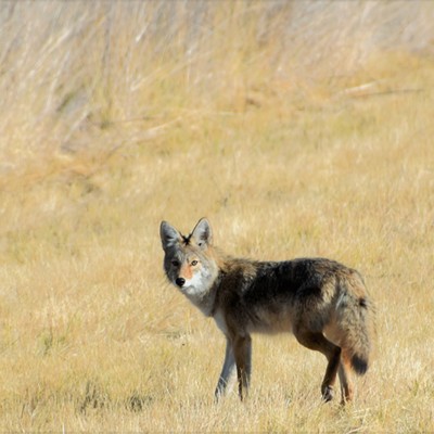 This coyote was near Field Springs and Mary Hayward of Clarkston took this shot Septyember 29, 2020.