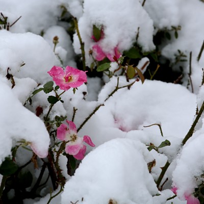 Pink flowers survive in a sudden October snowfall. Picture was taken October 19, 2020 by Keith Collins in Cedar Rapids, Iowa.