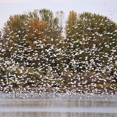 A veritable blizzard of snow geese descends on Mann Lake. Photo by Stan Gibbons on 10-26-2020.