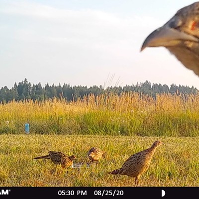 An adolescent pheasant was more interested in our game cam than her sisters were in the bird feeder. What a surprise that resulted in a good laugh. Taken Thursday, August 27, 2020 by David Purtee's gam cam in their backyard east of Moscow, Idaho.