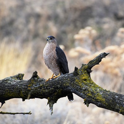 This Peregrine falcon was spotted just outside of Clarkston on December 10, 2020 and Mary Hayward captures the shot.