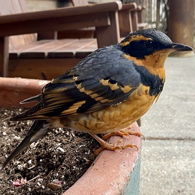 1. 11/17/2020 11:23 am
    2. A residence on Moscow mountain
    3. McKenna McCall
    
    Varied thrush perched on a planter on Moscow Mountain.