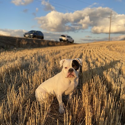 Oct 20th 2020, Moscow Idaho. Just sitting in the  wheat fields, enjoying the sun.