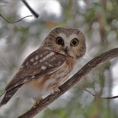 This cute little Saw-wet owl was spotted in a tree out at Hell's Gate State Park. Mary Hayward of Clarkston captured this shot February 14, 2021.