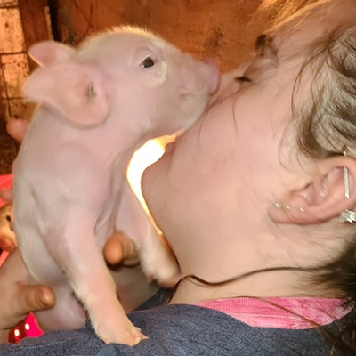 Emily Adams helping deliver 4H piggies