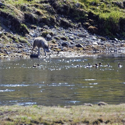 May 17th, 2021 while visiting Yellowstone spotted a Gray Wolf checking out some waterfowl at the Yellowstone River in the Hayden Valley.