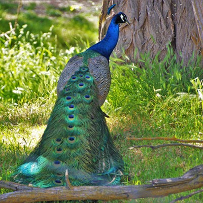 A beautiful peacock about 25 miles south west of Clarkston. Taken May 21, 2021.