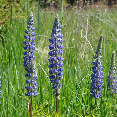 Camas is of the Asparagus family native to North America and grows wild in most meadows and is a staple to many Native American tribes. 
Photographed29/29/2021 by Jerry Cunnington