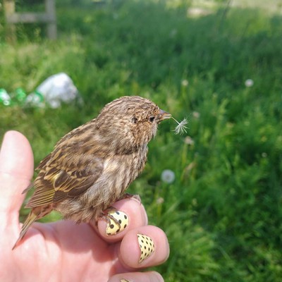 A wild pine siskin landed on my hand to eat dandelion seeds, lingering for a photo before flying to a nearby tree.