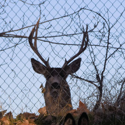 A reluctant doe kept this chain link fence between her and this buck in rut along the border of Hells Gate State Park. Photo by Stan Gibbons on 11-21-2020.