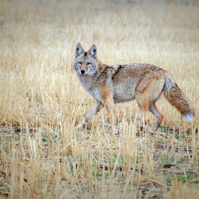 A coyote near the road and just outside of Clarkston on October 30, 2021.
