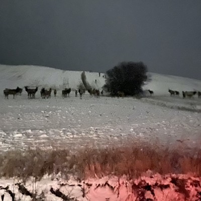 Traffic was halted on a road east of Moscow near Highway 8 on Friday night, December 10th, by this migrating herd of elk. And where were they headed in the fresh snow?  The Elk's Lodge Golf Course!