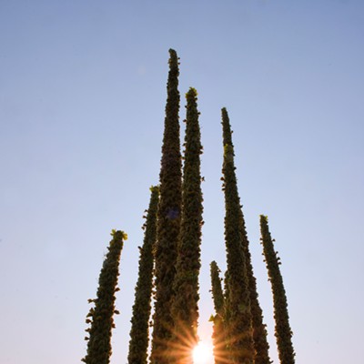 Stan Gibbons used this year's hot dry summer as inspiration for a photo of a mullein plant at Mann Lake on August 3, 2021.