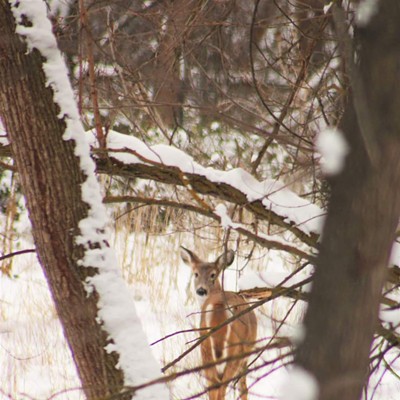 Deer up asotin creek on 1/1/22