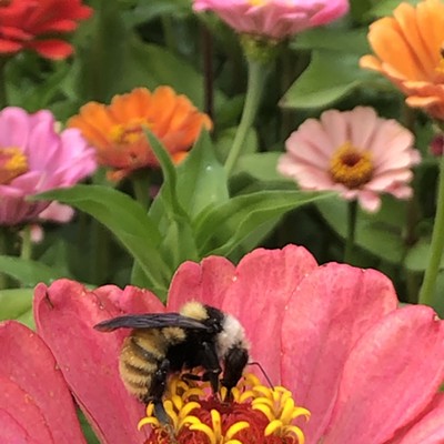 This picture was taken last summer in our Zinnia garden.