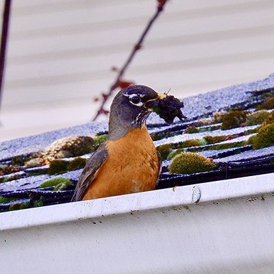 We hired a gutter cleaner. He works really ”cheep”, but is a little messy and doesn’t clean up after himself! Taken on 4/29/22.
