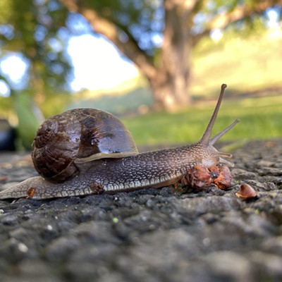 June 5, 2022 6:00 am
The levee path at Swallows Park in Clarkston 
A sweet little snail trying to cross the asphalt without getting crunched by a bike tire or a foot.