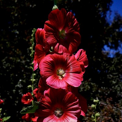 Gorgeous hollyhocks in a lot near our Lewiston home.