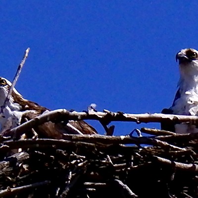 These parents are keeping a sharp eye out so their babies stay safe! These osprey return to the Southway bridge nest every year.