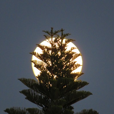 Dual top, Christmas tree-like Norfolk Pine exquisitely accented by la Luna halo.  Captured August 10 as the full moon crept into the Southern California night sky.