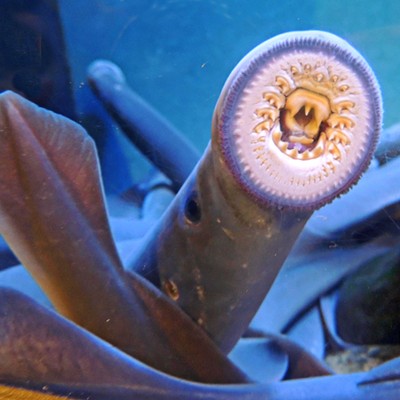 This photo of a lamprey was taken on August 14, 2022 at the Oregon Zoo by Leif Hoffmann (Clarkston, WA) when visiting Portland with family.