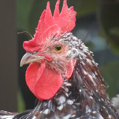 Archie H. Windsor, a regal, Speckled Sussex rooster, poses for a cocky closeup. Archie was originally named "Meghan" in honor of Meghan Markle, the Duchess of Sussex - Le Ann Wilson renamed him when it became obvious her young "hen" was actually a "he". Archie Harrison Windsor is the son of Meghan Markle and her husband, Prince Harry, the Duke of Sussex. In his ample spare time, Archie enjoys chasing exhausted hens, crowing at all hours for absolutely no reason, and snacking on Cheetos. Le Ann Wilson took the photo August 7 at her - and Archie's - home in Orofino.