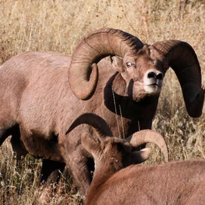 A large ram tries to pick a fight with a younger ram on Rattlesnake Grade. Photographed by Stan Gibbons on 11/10/22.