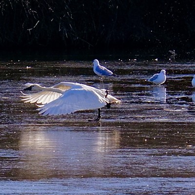 The seagulls in the Swallows Nest Pond are placing bets on the success of the swan’s takeoff. Picture taken by Sue Young on 1/29/2023.