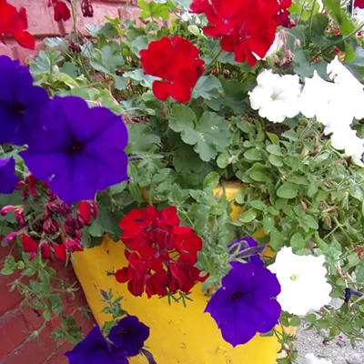 pretty petunias