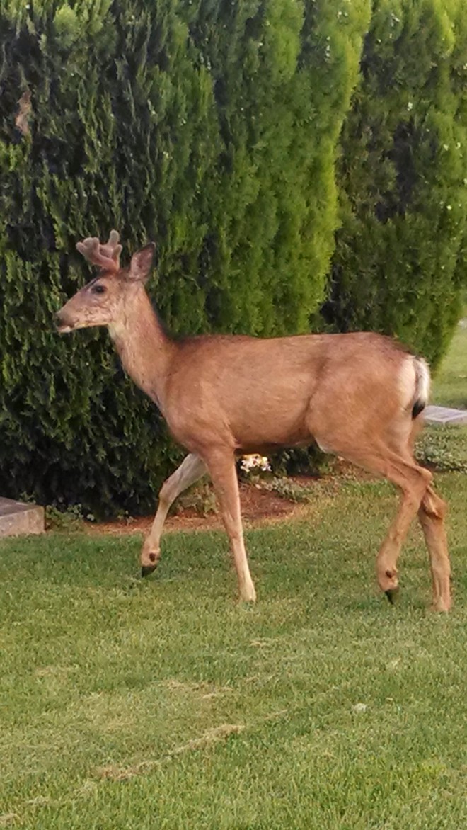 Deer in Normal Hill Cemetery