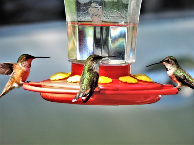 Hummingbirds at Lochsa Lodge