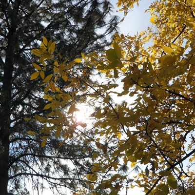 Up above in the canopy