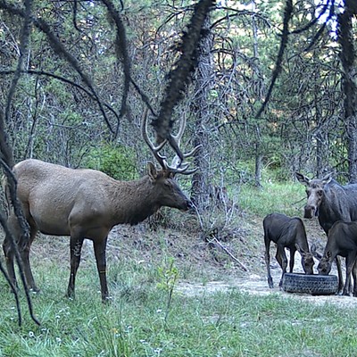 August 2022 North Latah County, a rancher's salt lick in an old tire that wildlife takes advantage of