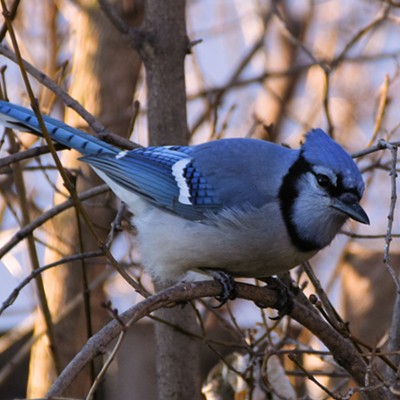 With an expanding range, more blue jays are seen in our area every year. This one was photographed at a friends private residence in Asotin. Image by Stan Gibbons on 12/5/2020.