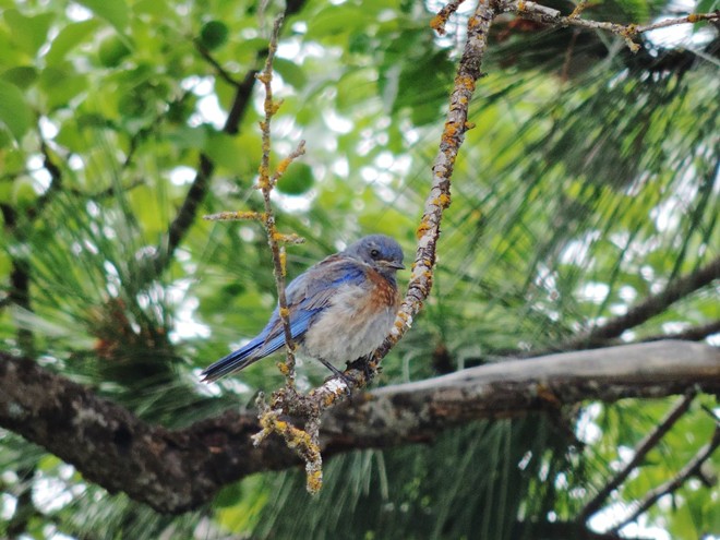 Western Bluebird