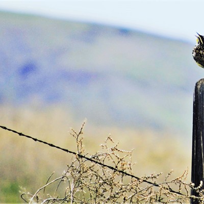 A chirping, one-legged Western Meadowlark on April 4 in Clarkston. Picture taken by Richard Hayward of Clarkston.