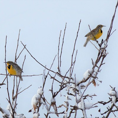 These two Meadowlark were spotted near Waha on snow covered branches. Mary Hayward of Clarkston captured this February 4, 2019.
