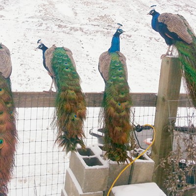 Peacocks tired of all the white stuff and cold temperatures. Photo by&nbsp;Dan Aeling of Lapwai. Taken Jan. 8, 2017 from his backyard.