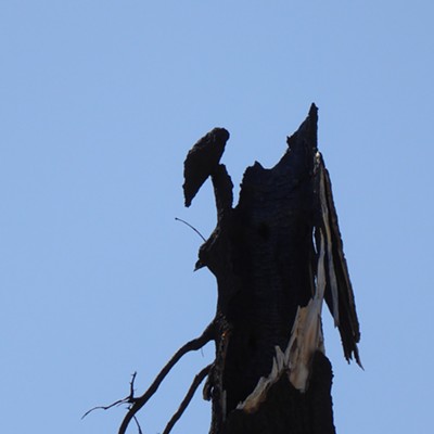 Fire left this odd sculpture -- a "fooler tree" bound to perplex many a birder.
    
    July 15, ridge top above Selway River, Sarah Walker